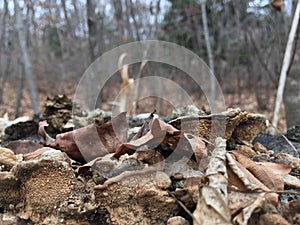 Forest, trees. Mushrooms on old stump, close-up. Autumn nature.