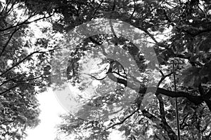 Forest trees. nature black and white wood backgrounds