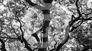 Forest trees. nature black and white wood backgrounds