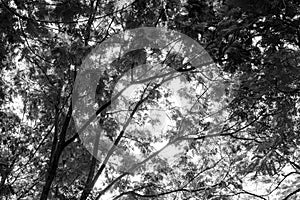 Forest trees. nature black and white wood backgrounds