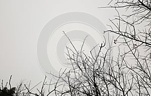 Forest trees. nature black and white wood  backgrounds