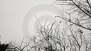 Forest trees. nature black and white wood backgrounds
