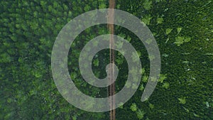 Forest trees, nature and drone with grass path, rainforest and path in a jungle with travel. Green bush, woods trail and