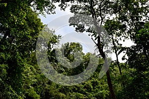 Forest trees. nature green in Phayao,Thailand