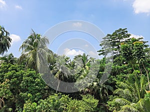 forest trees. nature green tree blue sky backgrounds