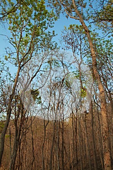 Forest trees. nature green wood of summer season with mountain background in Thailand