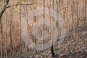 Forest trees. nature green wood of summer season with mountain background in Thailand