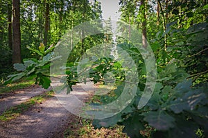 Forest trees. nature green wood sunlight backgrounds.