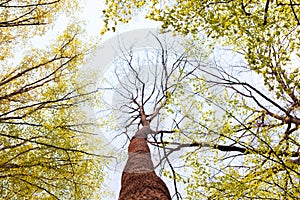 Forest trees. Nature green wood sunlight backgrounds. Bottom view of tall old trees. Top of the trees.