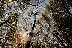 Forest trees. Nature green wood sunlight backgrounds. Bottom view of tall old trees. Top of the trees.