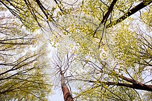 Forest trees. Nature green wood sunlight backgrounds. Bottom view of tall old trees. Top of the trees.