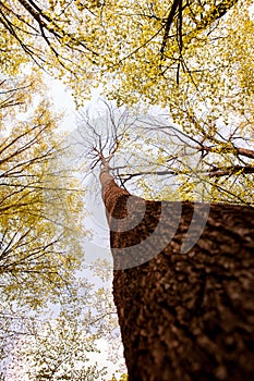 Forest trees. Nature green wood sunlight backgrounds. Bottom view of tall old trees. Top of the trees.