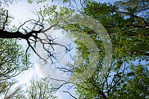 Forest trees. Nature green wood sunlight backgrounds. Bottom view of tall old trees. Top of the trees.