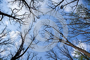 Forest trees. Nature green wood sunlight backgrounds. Bottom view of tall old trees. Top of the trees.