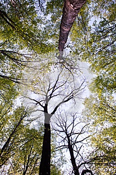 Forest trees. Nature green wood sunlight backgrounds. Bottom view of tall old trees. Top of the trees.