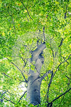 Forest trees. nature green wood sunlight backgrounds