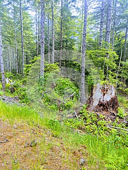 Forest, trees, nature, stump rott