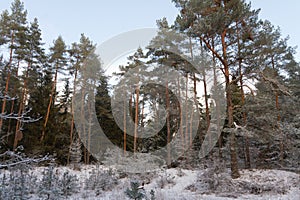 forest trees panorama in winter