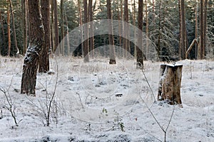 forest trees panorama in winter