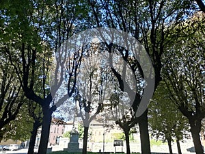 forest of trees in a park Italy with church photo