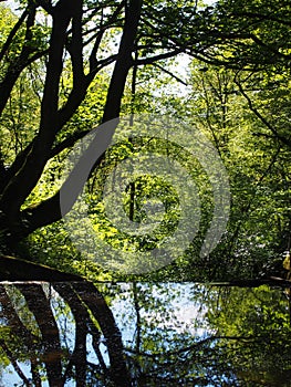 Forest trees reflected in a calm river with dense tangled vibrant sunlit green summer foliage in calderdale west yorkshire