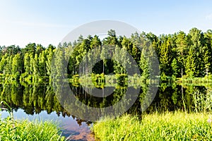 Forest trees are reflected in the water of a forest lake. Natural beautiful landscape in spring summer time