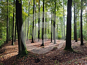 Forest and trees in Saxon Switzerland, Dresden, Germany