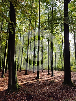 Forest and trees in Saxon Switzerland, Dresden, Germany