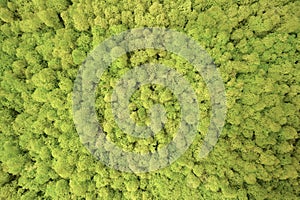 Forest Trees Seen From Above Texture