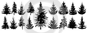 Forest trees set. Isolated vector silhouette. Coniferous forest.