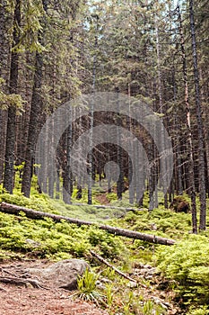 Forest trees with sidewalk of fern. Nature green wood lovely sunlight backgrounds.