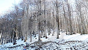 Forest trees snow covered winter season