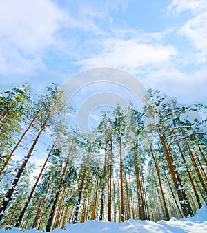 Forest, trees and snow in winter as landscape in Canada for ski vacation in mountains for holiday, explore or adventure