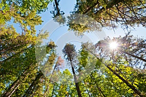 Forest trees with sun burst