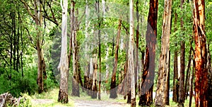 Forest Trees Tall and Lush