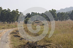 Forest Trees and Track of Khivni Wildlife Sanctuary Dewas Madhya Pradesh