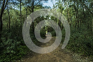 Forest and trees with trackway