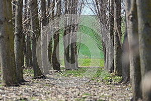 Forest trees tunel