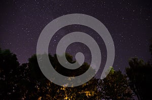 Forest trees under Milky Way in night sky