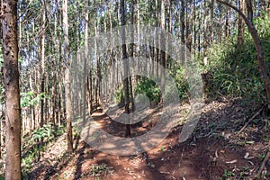 Forest Trees Walking Hiking Path Mountainside