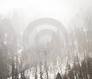 Forest Trees in Winter Blizzard Landscape