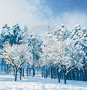 Forest, trees and winter mountain for snow environment in Canada for ski vacation, landscape or holiday. Woods, plants