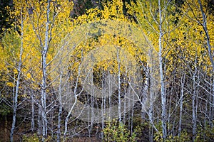 Forest of trembling aspen trees with yellow leaves in autumn