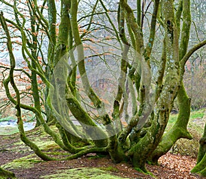 The forest of trolls - Rebild, Denmark. The enchanted forest in Rebild National Park, Jutland, Denmark.