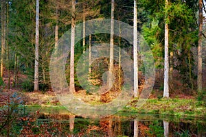 The forest of trolls - Rebild, Denmark. The enchanted forest in Rebild National Park, Jutland, Denmark.