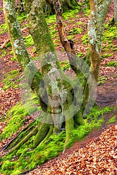 The forest of trolls - Rebild, Denmark. The enchanted forest in Rebild National Park, Jutland, Denmark.