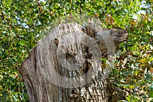 The forest of trolls - Rebild, Denmark. The enchanted forest in Rebild National Park, Jutland, Denmark.