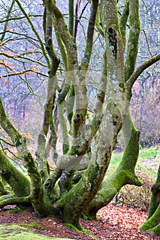 The forest of trolls - Rebild, Denmark. The enchanted forest in Rebild National Park, Jutland, Denmark.