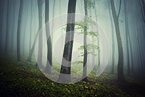 Forest trough trees in a mysterious eerie spooky gloomy forest