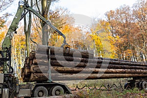 In a forest a truck crane moves logs onto the truck
